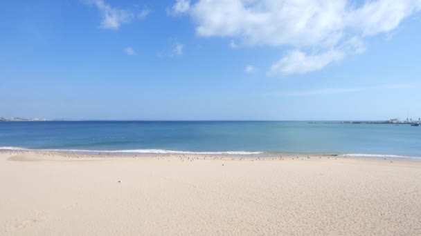 Gaviota solitaria con olas estrellándose en el fondo en Cascais, Portugal — Vídeo de stock