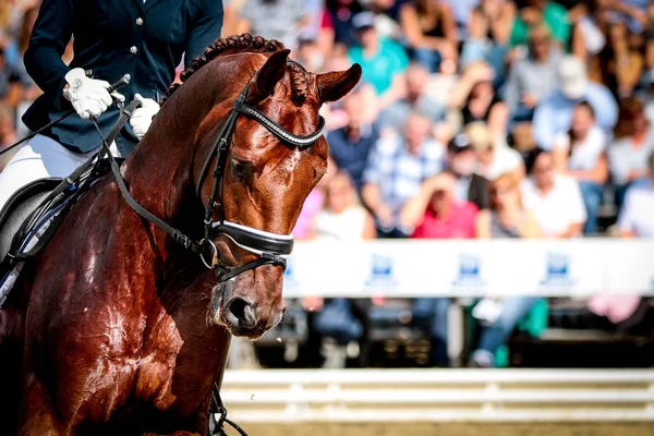 Horse Tournament Front Audience Head Portrait — Stock Photo, Image