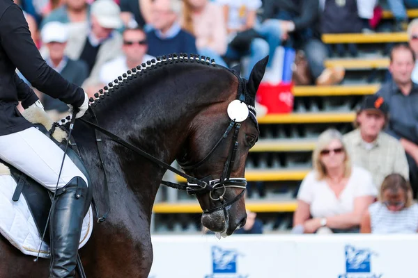 Horse in close-up on the dressage course in competition