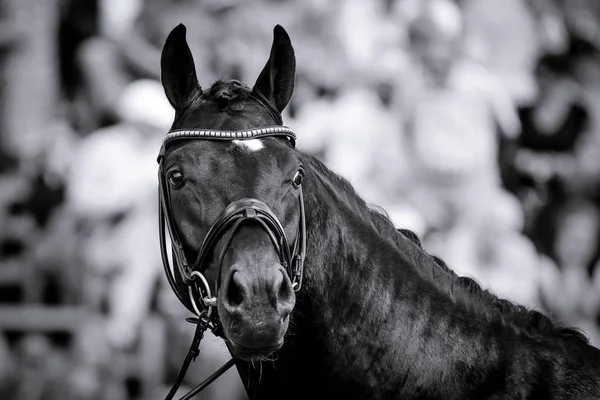 Paard Close Cursus Dressuur Competitie — Stockfoto