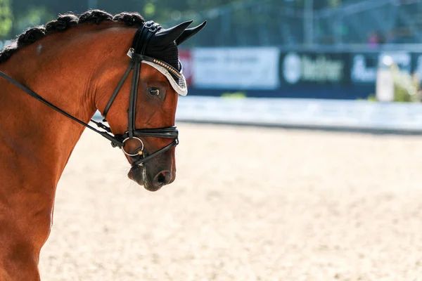 Horse in close-up on the dressage course in competition