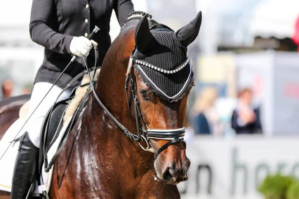 Horse in close-up on the dressage course in competition