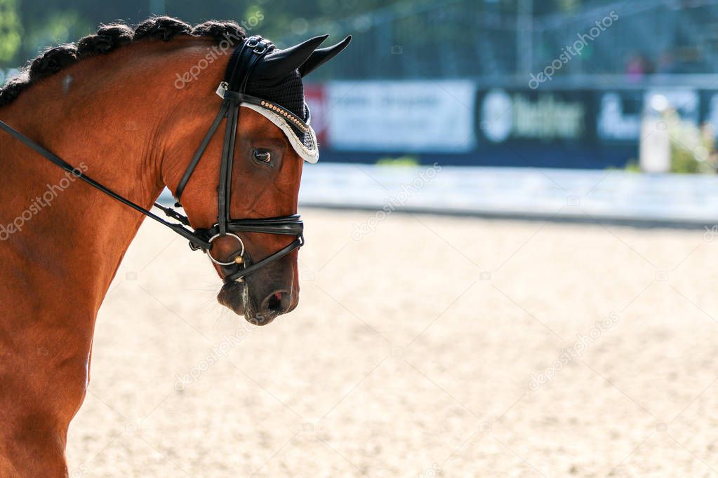 Horse in close-up on the dressage course in competition