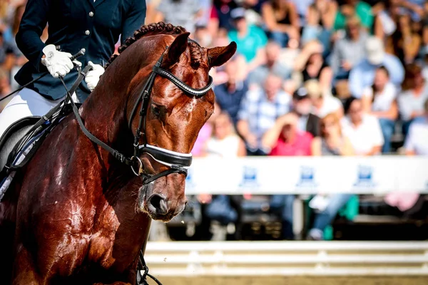 Hest Turnering Portrætter Halsudskæring Opmærksomme Men Fredfyldte - Stock-foto