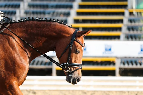 Horse Tournament Portraits Neckline Attentive Serene — Stock Photo, Image