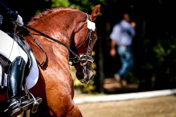 Άλογο Ένα Τουρνουά Πορτραίτα Λαιμόκοψη Προσεκτικός Αλλά Γαλήνια — Φωτογραφία Αρχείου