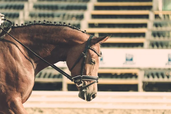 Άλογο Ένα Τουρνουά Πορτραίτα Λαιμόκοψη Προσεκτικός Αλλά Γαλήνια Επεξεργασία Ρετρό — Φωτογραφία Αρχείου