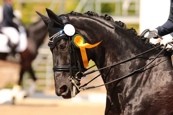 Retrato Caballo Negro Ronda Ganadora Con Arco Dorado — Foto de Stock