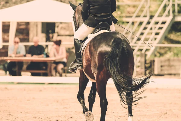 Kůň Drezurní Zkoušce Klusu Výztuž Pohledu Zezadu — Stock fotografie