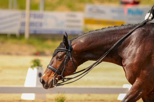 Pferd Braun Dressur Kaut Langen Zügeln — Stockfoto