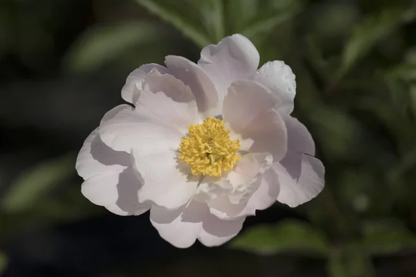 beautiful peony blooming in the fields