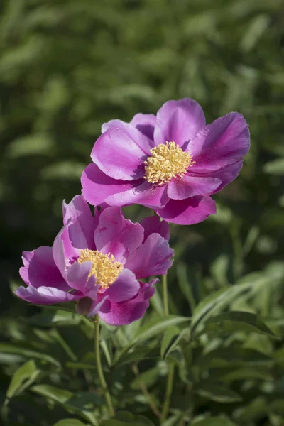 beautiful peony blooming in the fields
