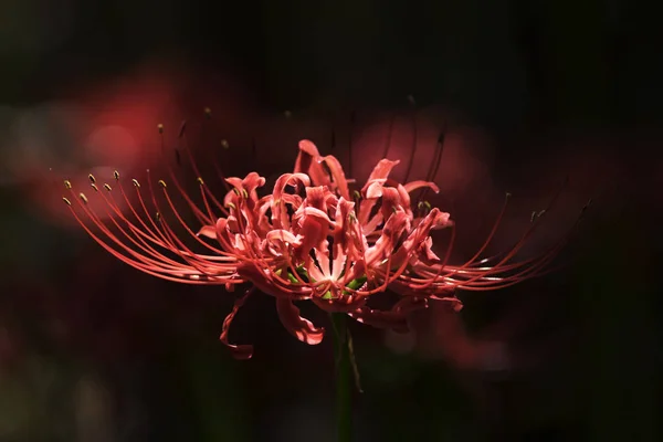 Red Spider Lily Lycoris  Facts Meaning and Symbolism  A to Z Flowers