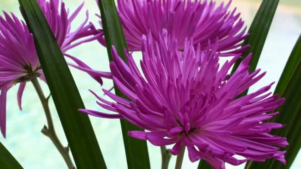 Schöne Rosa Lila Spinne Chrysanthemenblume — Stockvideo