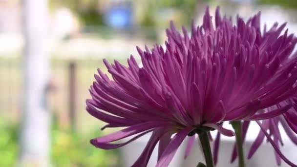 Schöne Rosa Lila Spinne Chrysanthemenblume — Stockvideo