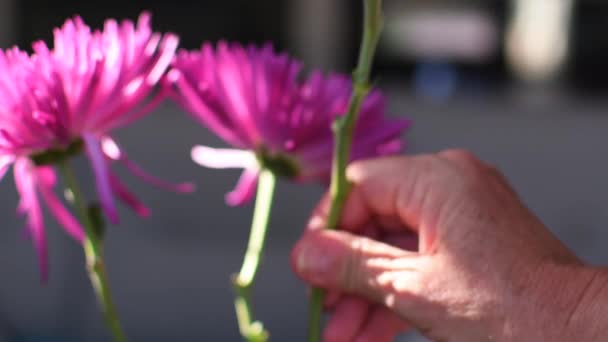 Όμορφο Ροζ Μωβ Λουλούδι Spider Chrysanthemum — Αρχείο Βίντεο