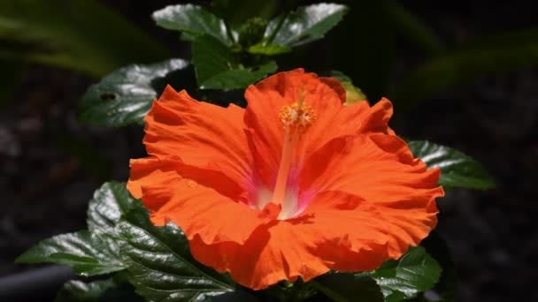 Bloeiende Hibiscus Tropische Achtertuin — Stockvideo