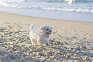 Kumsalda koşan Malta köpeği.