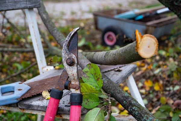 Gardening in the fall, garden shears, a hacksaw and a garden wheelbarrow by an apple tree.