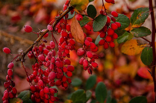 Reife Berberitze Auf Einem Zweig Herbstlichen Garten — Stockfoto
