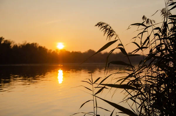 Сцена Захід Сонця Річці Очерет Відпочинок Подорож — стокове фото