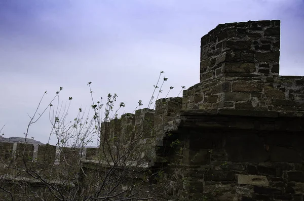 Des Cynorrhodons Dans Cour Une Vieille Forteresse — Photo