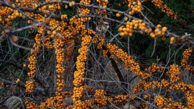 Bahçede büyük bir deniz dikenli diken hasadı. Bahçede sonbahar yürüyüşü.