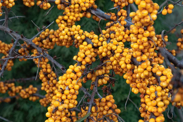 Grande Raccolta Olivello Spinoso Giardino Passeggiata Autunnale Giardino — Foto Stock