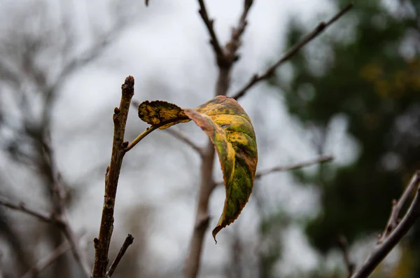 Одинокие Листья Яблонь Саду Поздней Осенью Прогулка Саду Ноябре — стоковое фото