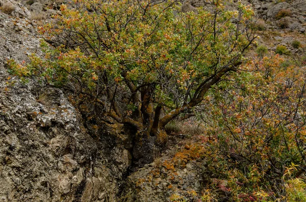 Dağ Ağaçları Taşlar Deniz Dağ Manzaraları Seyahat Macera — Stok fotoğraf