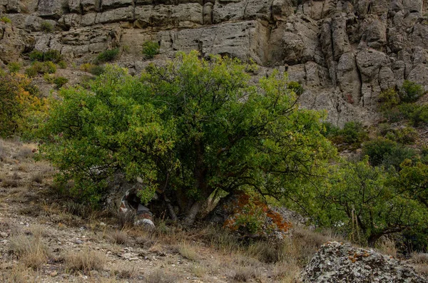 Dağ Ağaçları Taşlar Deniz Dağ Manzaraları Seyahat Macera — Stok fotoğraf