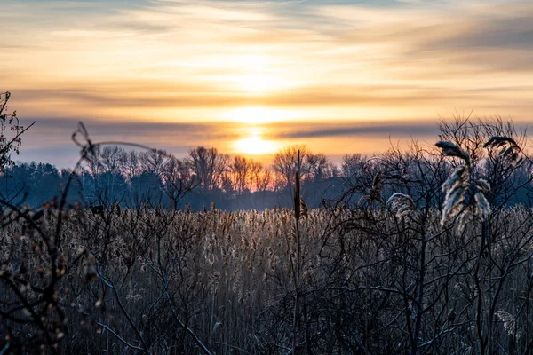 Восход Солнца Зарослях Тростника Холодным Утром — стоковое фото