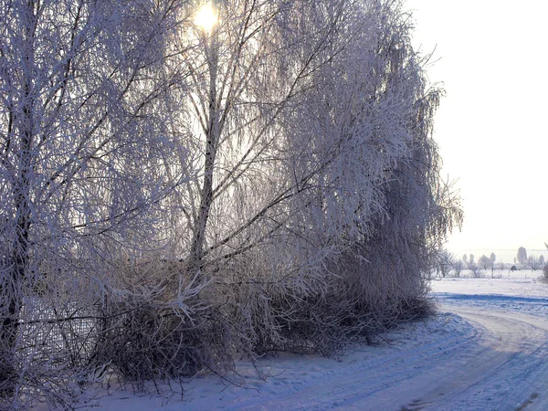 Paysage Hivernal Arbres Enneigés Bord Route Dans Champ — Photo