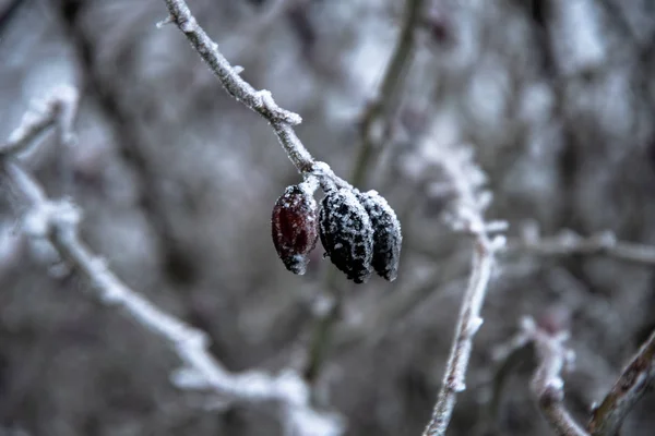 Églantier Les Cynorrhodons Par Une Journée Hiver Nuageuse Givrée — Photo