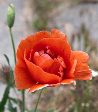 Bahar bahçesinde kırmızı haşhaş yetişiyor..