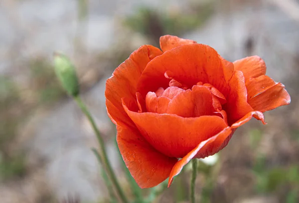 Red Poppy Grows Spring Garden — Stock Photo, Image