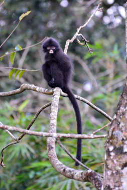 Siyah Bande langur