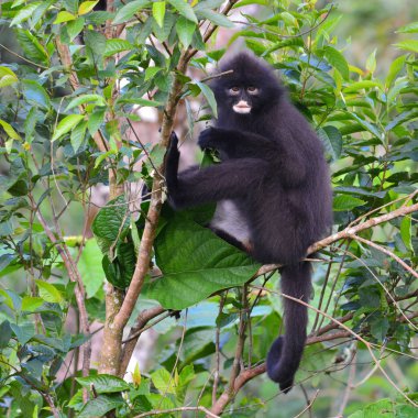 Siyah Bande langur