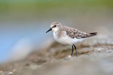 Kızıl boyunlu ölçü kuş