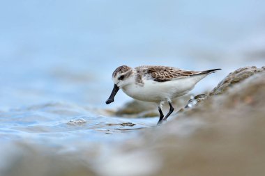 Sandpiper kaşık gagalı kuş