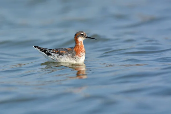 Uccello falarope dal collo rosso — Foto Stock