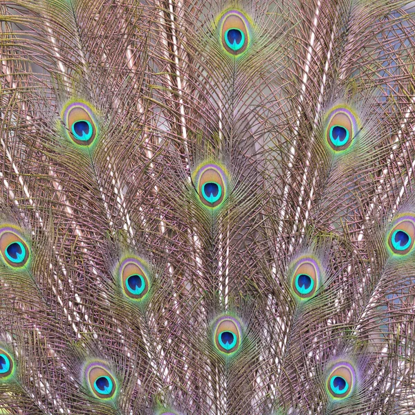 Colorful peacock feathers — Stock Photo, Image