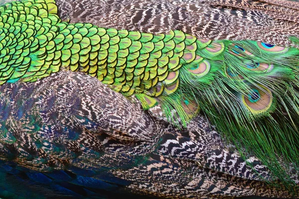 Colorful peacock feathers — Stock Photo, Image