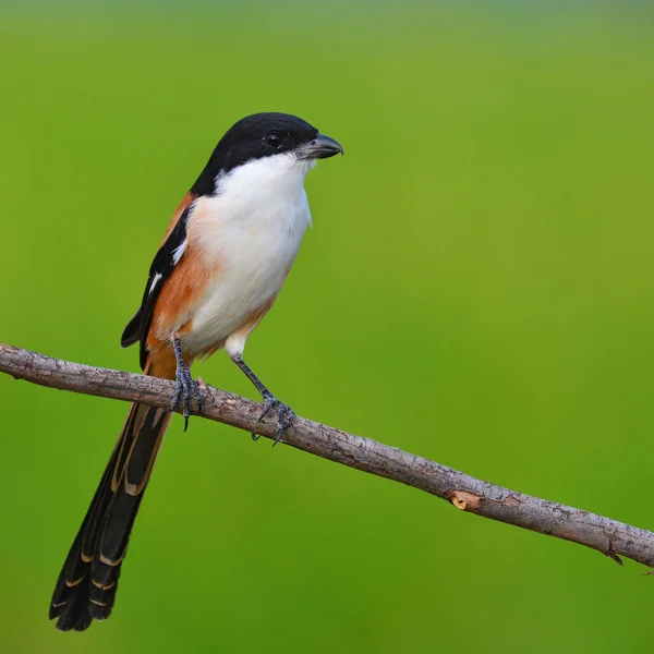 Langschwanzwürgervogel — Stockfoto