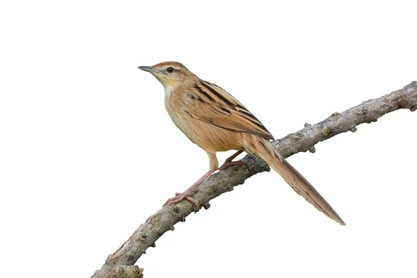 Oiseau de prairie rayé — Photo