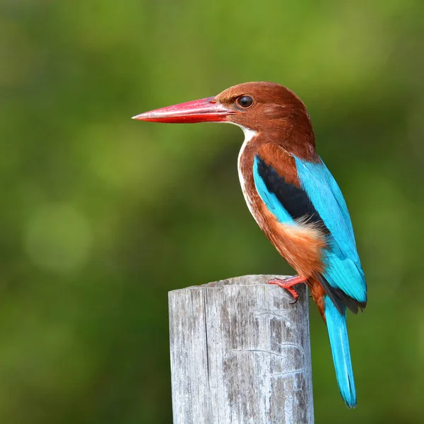 Weißkehl-Eisvogel — Stockfoto