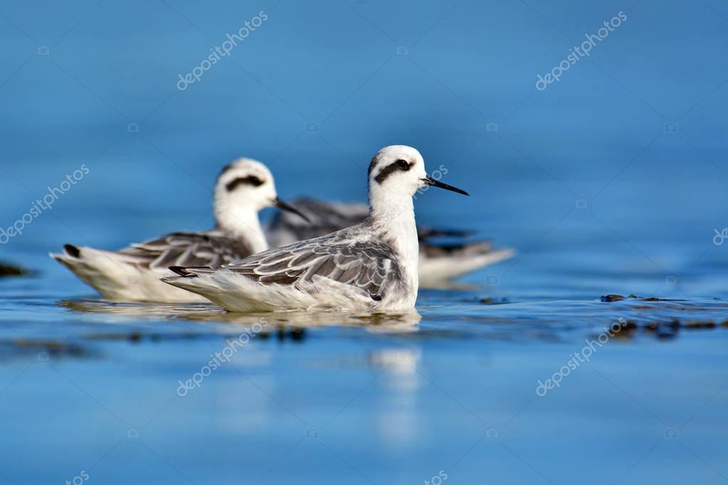 Oiseau De Phalarope à Cou Rouge Photographie Thawats