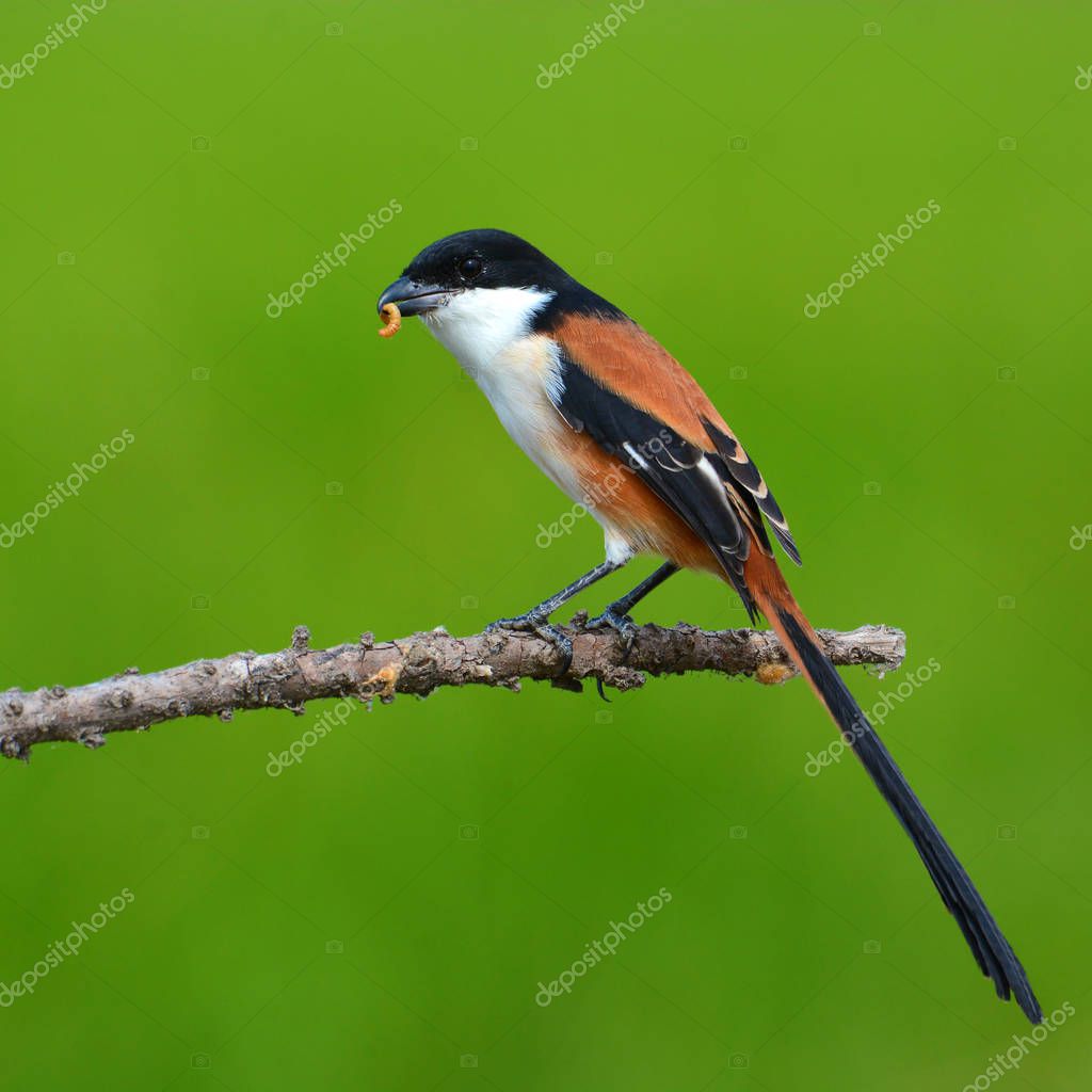 Oiseau De Pie Grièche à Longue Queue Photographie Thawats