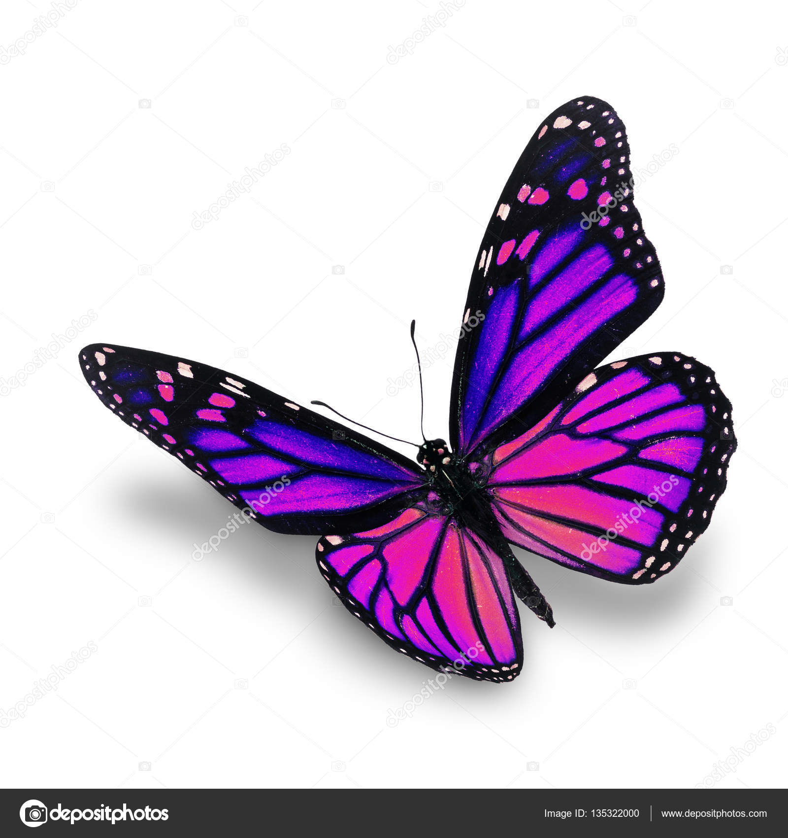Real Purple Butterflies