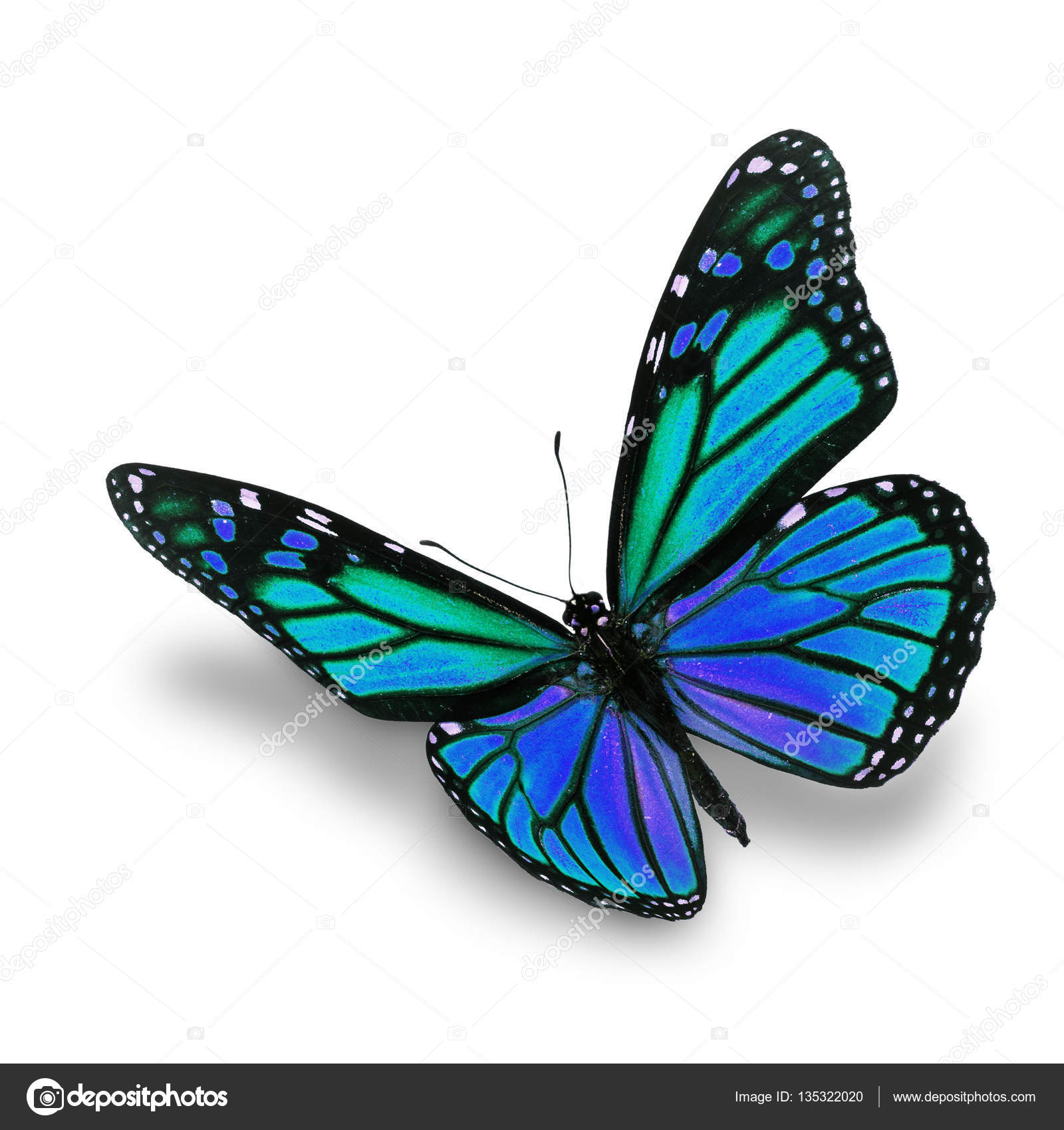 Blue Monarch Butterfly Aesthetic